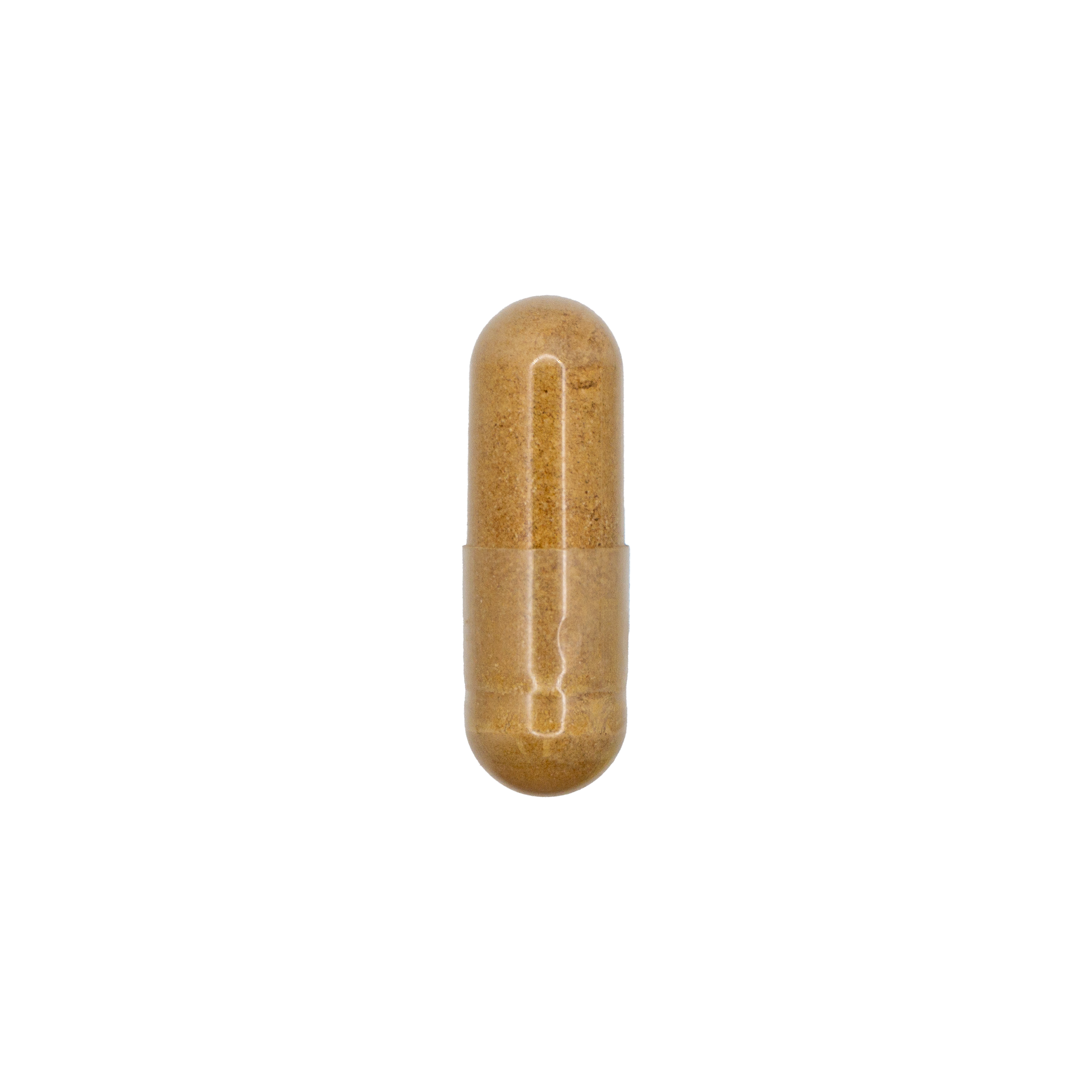 Astralagus